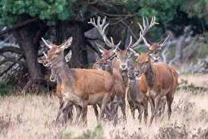 European Red Deer Prints: Red, Deer; Cervus elaphus