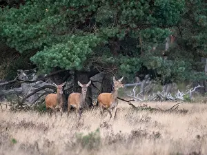European Red Deer Habitat Prints: Red, Deer; Cervus elaphus