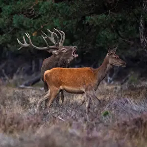 European Red Deer Prints: Red, Deer; Cervus elaphus