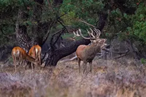 European Red Deer Prints: Red, Deer; Cervus elaphus