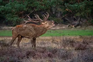 European Red Deer Prints: Red, Deer; Cervus elaphus
