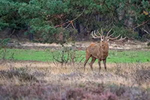European Red Deer Prints: Red, Deer; Cervus elaphus