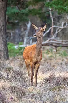 European Red Deer Prints: Red, Deer; Cervus elaphus