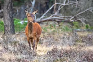 European Red Deer Prints: Red, Deer; Cervus elaphus