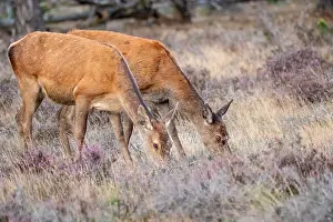 European Red Deer Prints: Red, Deer; Cervus elaphus