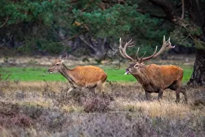 European Red Deer Prints: Red, Deer; Cervus elaphus