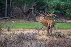 European Red Deer Prints: Red, Deer; Cervus elaphus
