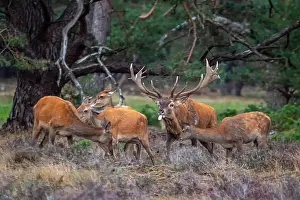 European Red Deer Prints: Red, Deer; Cervus elaphus