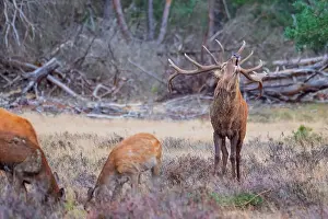 European Red Deer Prints: Red, Deer; Cervus elaphus