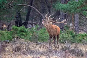 European Red Deer Prints: Red, Deer; Cervus elaphus