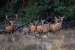 European Red Deer Prints: Red, Deer; Cervus elaphus