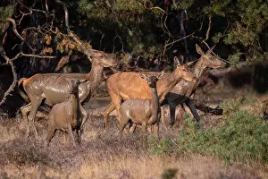 European Red Deer Prints: Red, Deer; Cervus elaphus