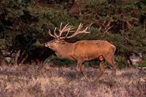 European Red Deer Prints: Red, Deer; Cervus elaphus