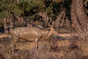 European Red Deer Prints: Red, Deer; Cervus elaphus