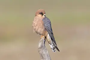 Raptor Species Prints: Red-footed Falcon