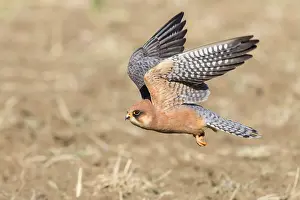 European Raptors Prints: Red-footed Falcon