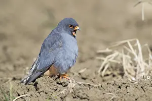 Raptor Wildlife Photography Prints: Red-footed Falcon