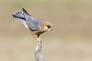 Raptor Wildlife Photography Prints: Red-footed Falcon