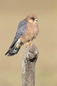 Red-footed Falcon Print: Adult Female Perched on a Dead Branch