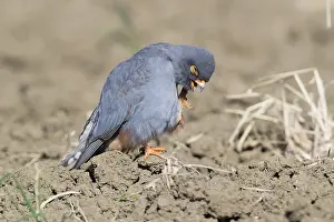 Red-footed Falcon Print: Adult Male Scratching Its Face