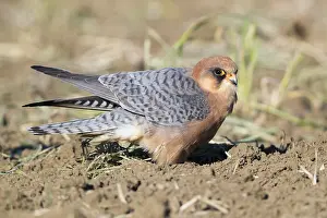 Raptor Images Prints: Red-footed Falcon