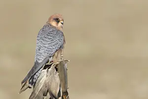 Raptor Species Prints: Red-footed Falcon