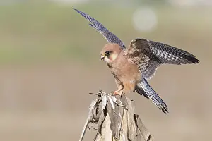 Birds Of Prey Images Prints: Red-footed Falcon