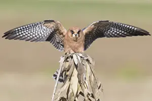 Raptor Species Prints: Red-footed Falcon