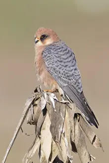 Raptor Species Prints: Red-footed Falcon