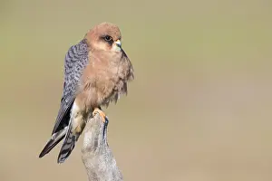 Raptor Wildlife Photography Prints: Red-footed Falcon