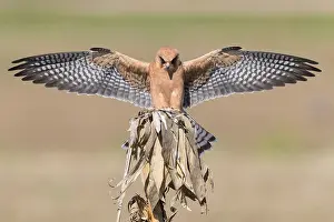 European Raptors Prints: Red-footed Falcon