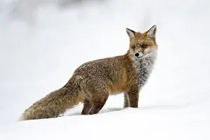 Vulpes Vulpes Species Prints: Red Fox, Vulpes vulpes