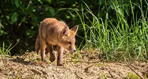 Vulpes Vulpes Habitat Prints: Red Fox, Vulpes vulpes