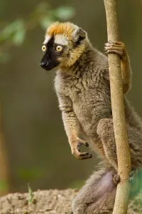 Madagascar Lemurs Prints: Red-fronted brown Lemur, Eulemur rufifrons