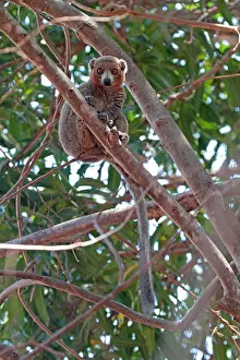 Framed Print : Print of Red-fronted lemur (Eulemur rufifrons) Framed Print : Print of Red-fronted lemur (Eulemur rufifrons)