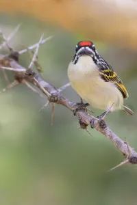 African Fauna And Flora Prints: Red-fronted Tinkerbird, Pogoniulus pusillus