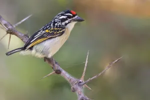 African Fauna And Flora Prints: Red-fronted Tinkerbird, Pogoniulus pusillus