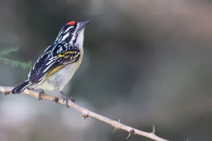 Wild Animal Images Africa Prints: Red-fronted Tinkerbird, Pogoniulus pusillus