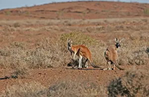 Australian Outback Animals Prints: Red kangaroo, Osphranter rufus