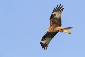 Red Kite Prints: Red Kite