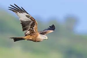 Red Kite Prints: Red Kite