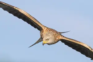 Red Kite Bird Prints: Red Kite