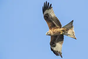 Red Kite Prints: Red Kite