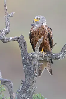 Milvus Milvus Images Prints: Red Kite