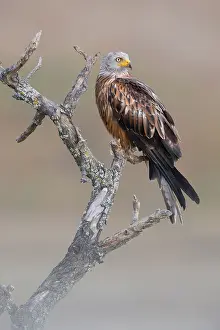 Milvus Milvus Images Prints: Red Kite