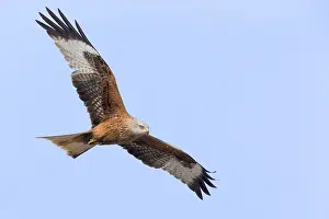 Red Kite Prints: Red Kite in flight