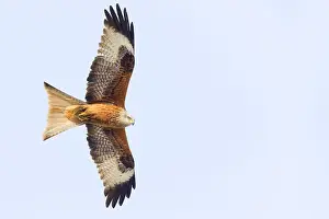 Red Kite In Flight Prints: Red Kite in flight