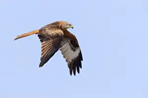 Red Kite In Flight Prints: Red Kite in flight