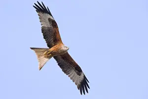 Red Kite In Flight Prints: Red Kite in flight