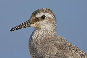 Red Knot Bird Prints: Red Knot